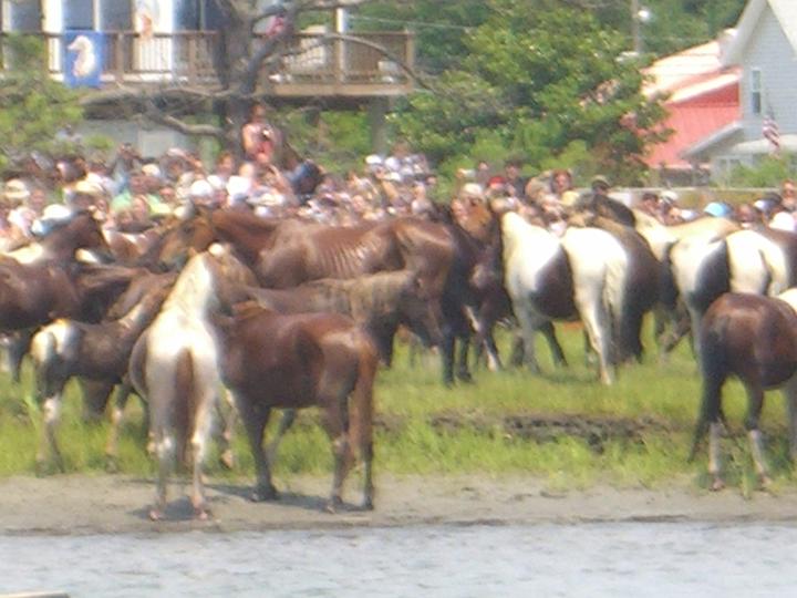 Chincoteague Pony Swim July 2007 071.JPG